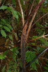 Cyathea alata