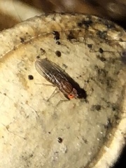 Drosophila busckii