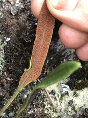 Elaphoglossum gayanum