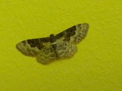 Idaea rusticata