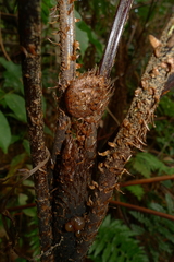 Cyathea alata