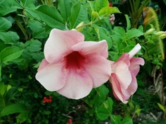 Allamanda blanchetii