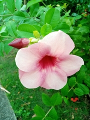 Allamanda blanchetii