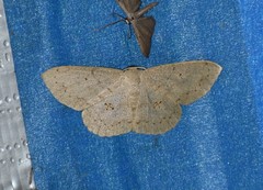 Semaeopus cantona