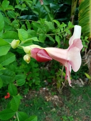 Allamanda blanchetii