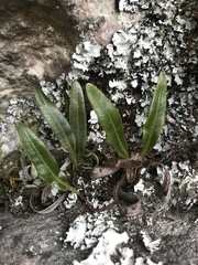 Elaphoglossum gayanum image
