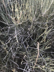Ephedra antisyphilitica