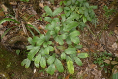 Ptisana attenuata