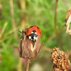 Coccinella septempunctata