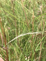 Pentapogon quadrifidus