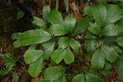 Ptisana attenuata