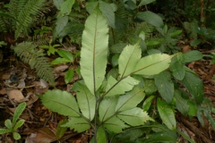 Ptisana attenuata