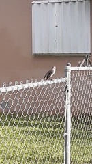 Mimus polyglottos image