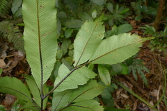 Ptisana attenuata