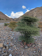Eriogonum rixfordii
