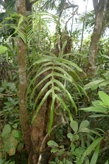 Microsorum vieillardii
