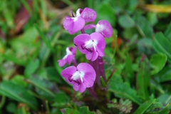 Pedicularis siphonantha