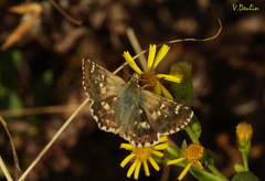 Muschampia proteides