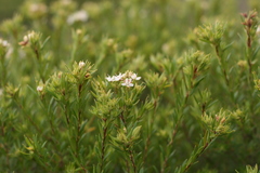 Agathosma puberula