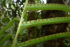 Microsorum vieillardii