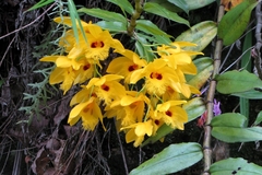 Dendrobium fimbriatum