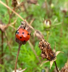 Coccinella septempunctata