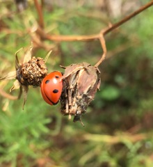 Coccinella septempunctata