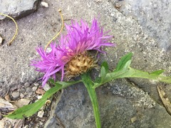 Psephellus somcheticus