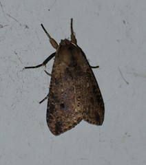 Purius superpulverea