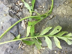 Psephellus somcheticus