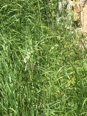 Cordulegaster insignis