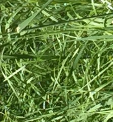 Cordulegaster insignis