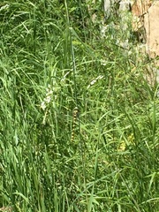 Cordulegaster insignis