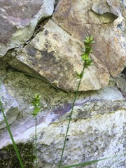 Carex leersii