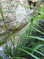 Carex leersii
