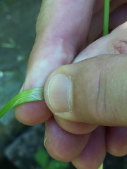 Carex leersii