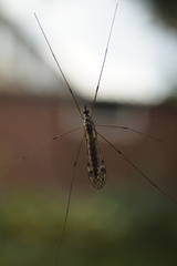 Tipula confusa