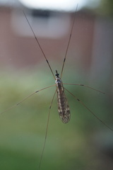 Tipula confusa