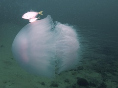Rhopilema nomadica