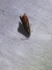 Thaumatographa jonesi