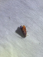 Thaumatographa jonesi