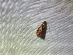 Thaumatographa jonesi