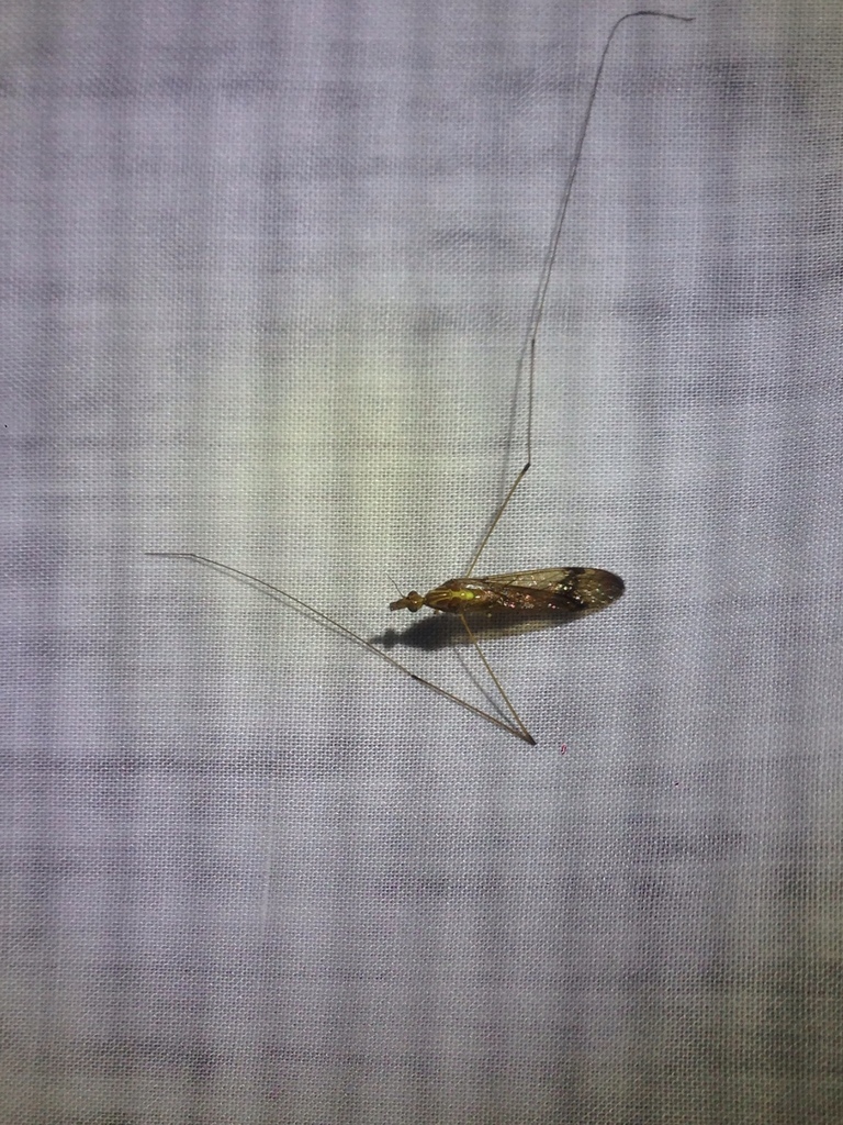 Tipula pachyrhinoides