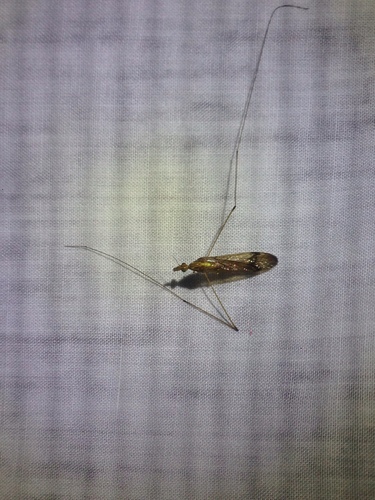 Tipula pachyrhinoides