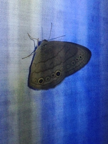 Photo of Carolina Satyr (Hermeuptychia sosybius)