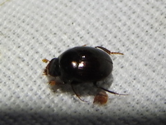 Pseudocanthon perplexus