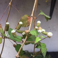 Lippia dulcis