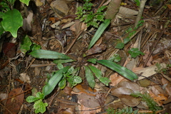 Blechnum vieillardii