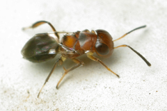 Encyrtus