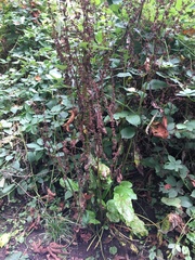 Rumex obtusifolius obtusifolius